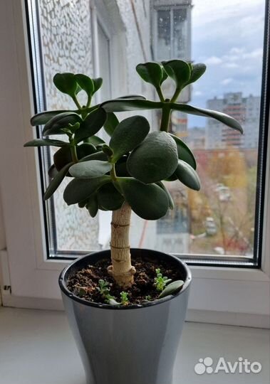 Денежное дерево Толстянка