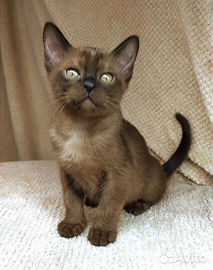 Европейская бурма