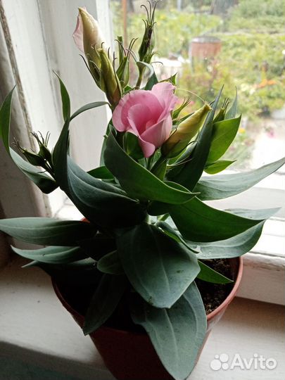 Комнатные цветы