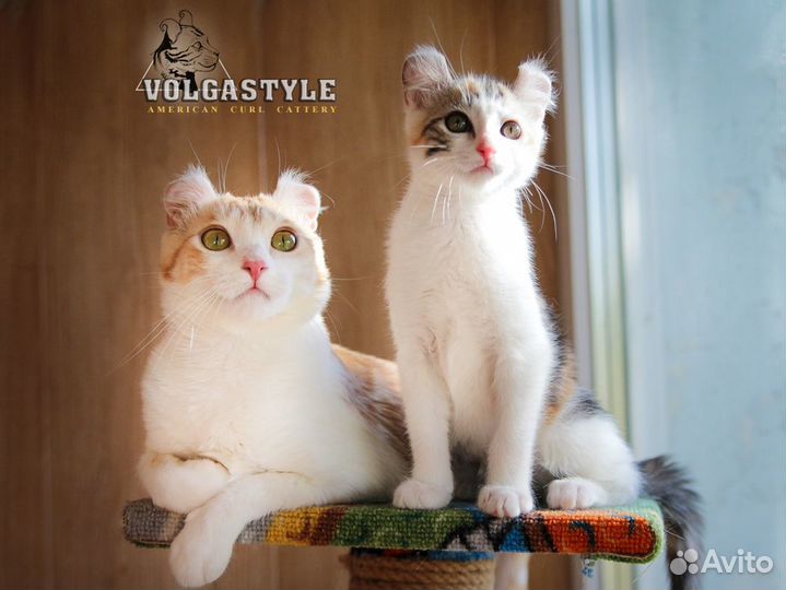 Американский кёрл котята