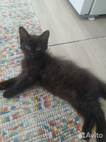 Котик в добрые руки