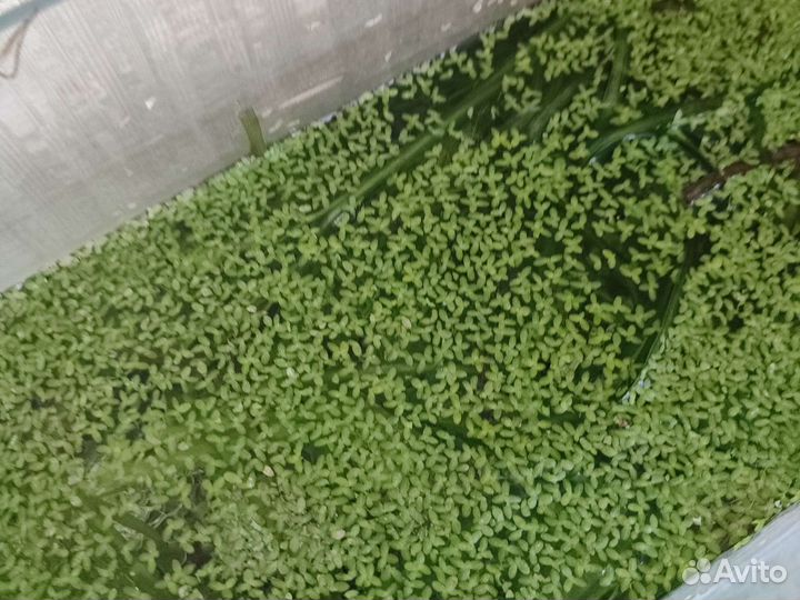 Водоросли для аквариума