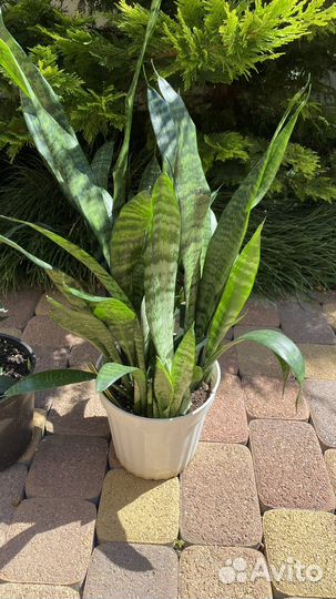 Сансевиерия