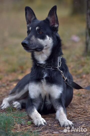 Компанейский Джек в вашем доме