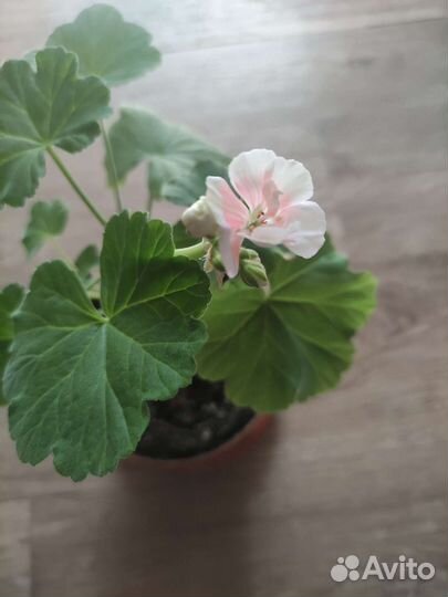 Пеларгония герань