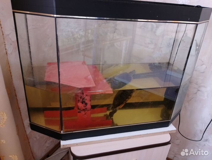 Черепаха красноухая + аквариум