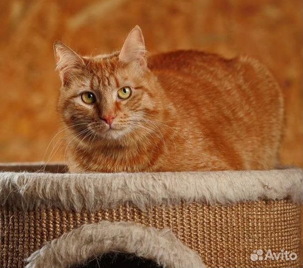 Кошечка Боня в добрые руки