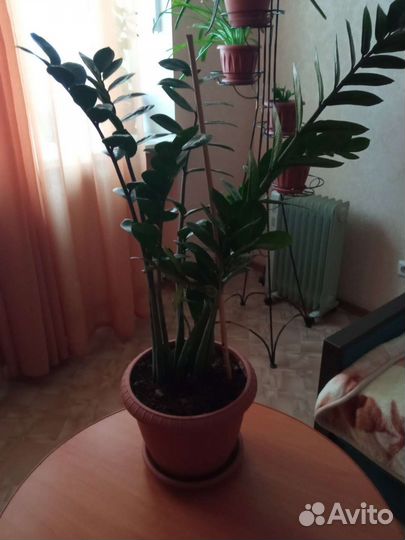 Замиокулькас и долларовое дерево