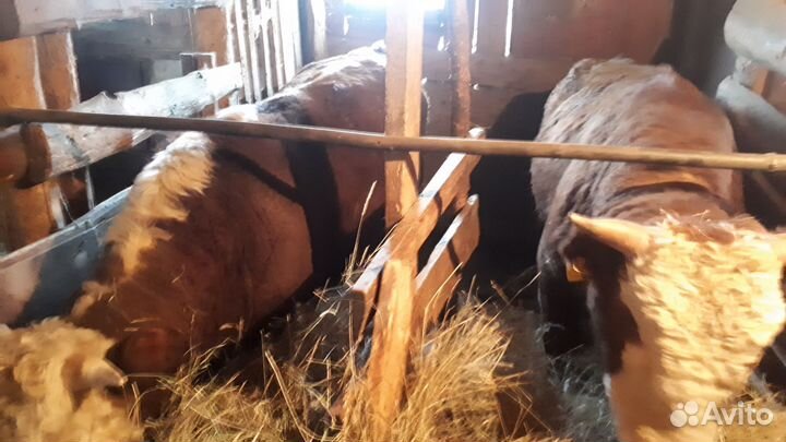 Два быка на мясо