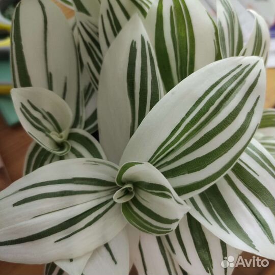 Традесканция альбифлора. Комнатный цветок