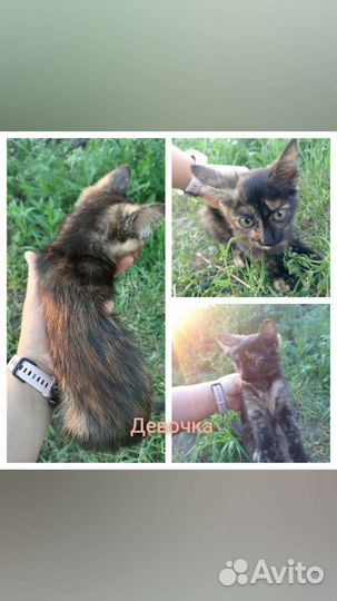 Кошка в дар бесплатно