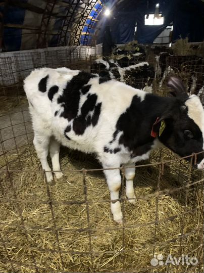 Бычки телки телята