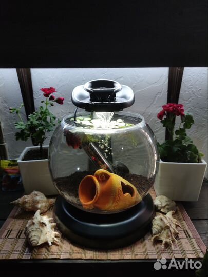 Петушок, аквариум, аквариумный комплекс