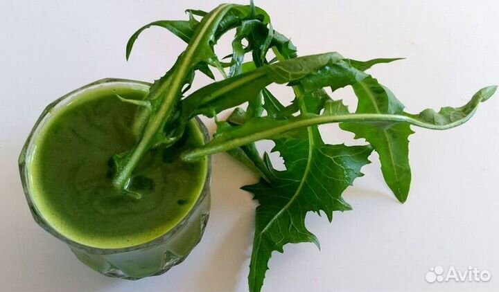 Сок одуванчика лекарственного