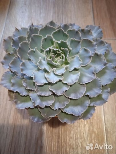 Суккуленты