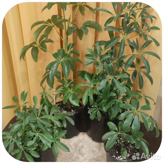 Шефлера размеры/цены разные