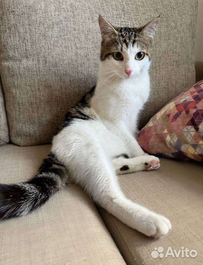 Котик Лео ищет дом