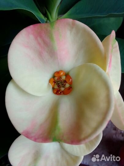 Молочай миля крупноцветковый