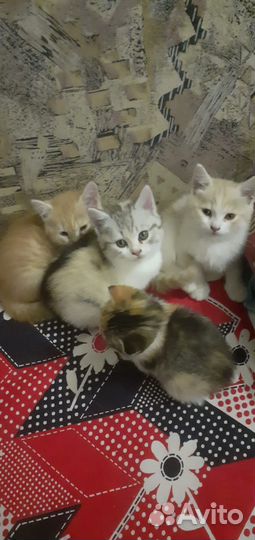 Отдам котята добрые руки
