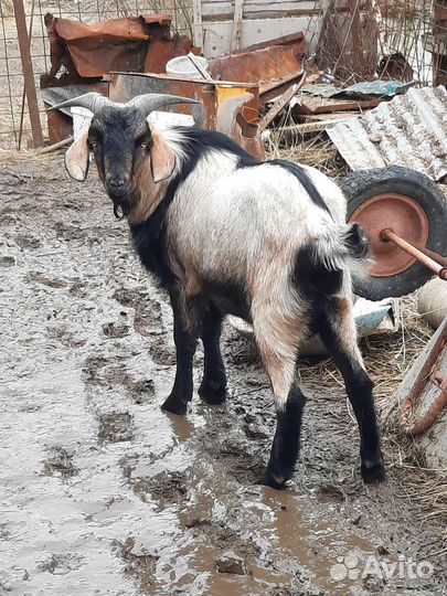 Козёл для вязки