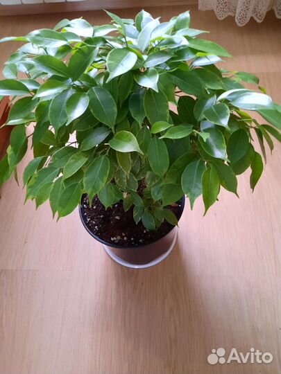 Фикус Кинки и другие сортовые фикусы