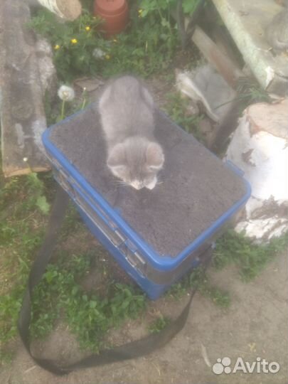 Котята отдам бесплатно