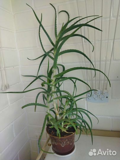 Алоэ столетник