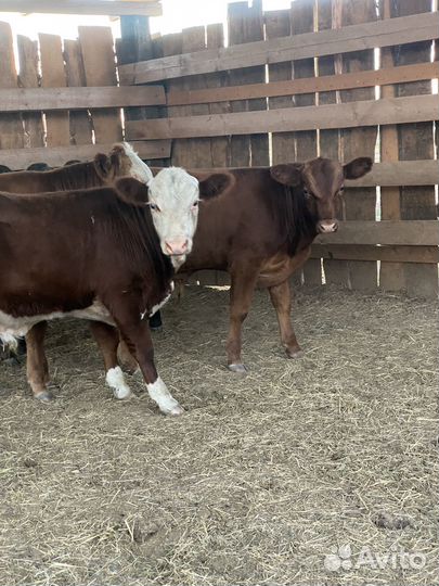 Крс (бычки )