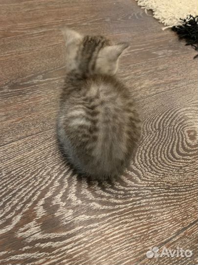 Кошечка обычная девочка