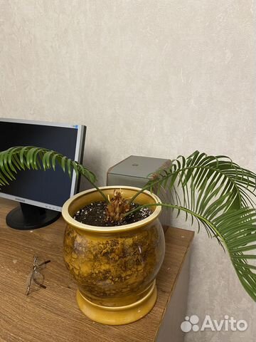 Комнатные растения