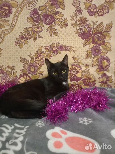 Кошки в добрые руки бесплатно