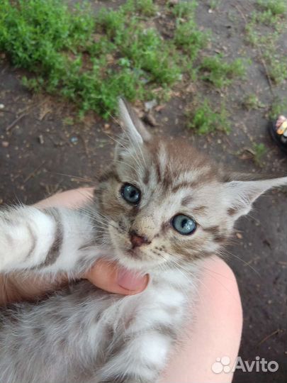 Кот обычный ласковый игривый любит детей