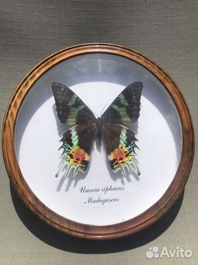 Коллекционная бабочка в рамке