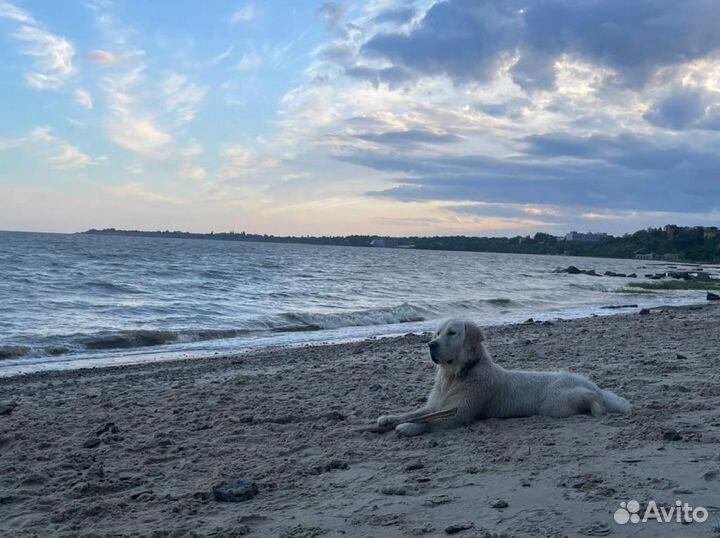 Вязка кобель