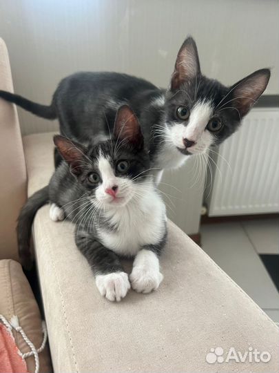 Кошка в дар бесплатно
