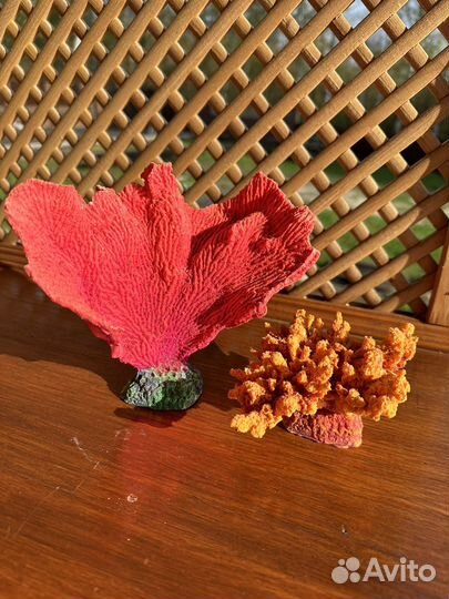 Коралл балянус