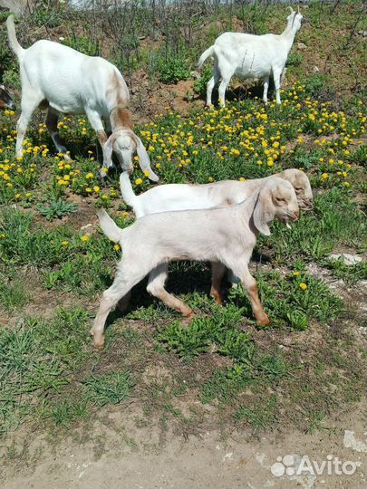 Козлик и козочка