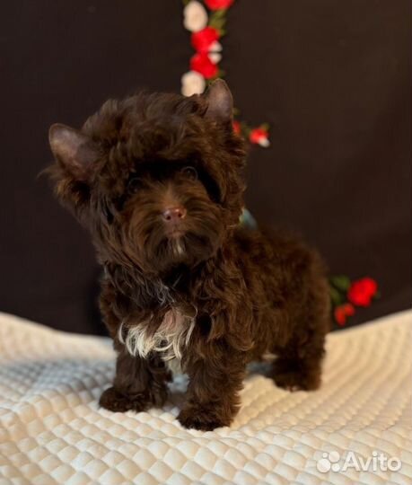 Мини шоколадный Йорк мальчик