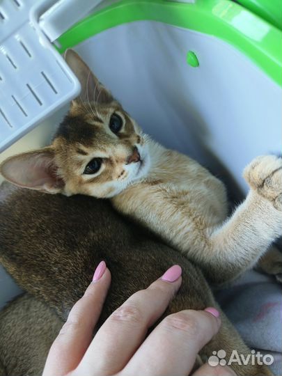 Абиссинские котята