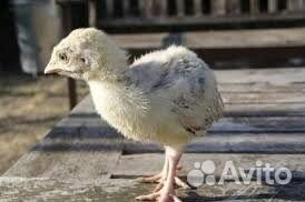 Индюшата суточные и не только