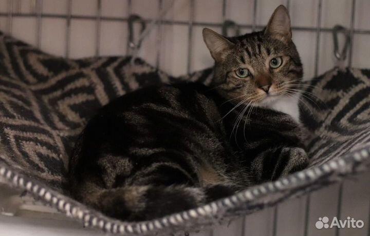 Котик-пацифист в поисках своего дома