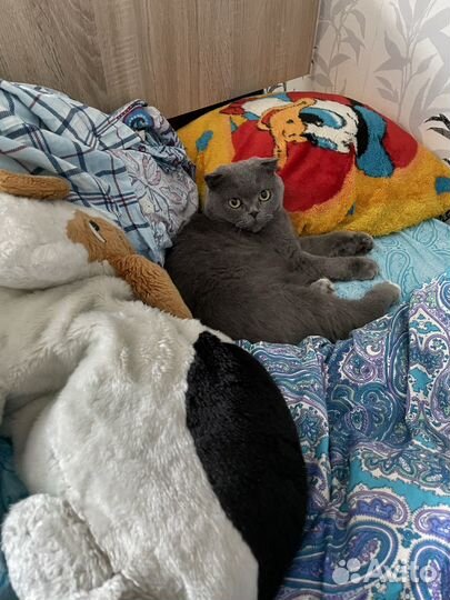 Шотландец вислоухий, 2 года