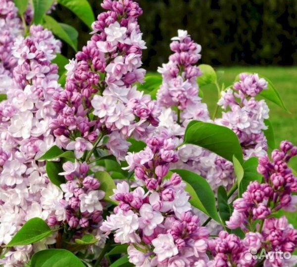 Сирень Монтель