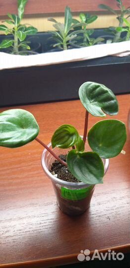 Комнатные цветы