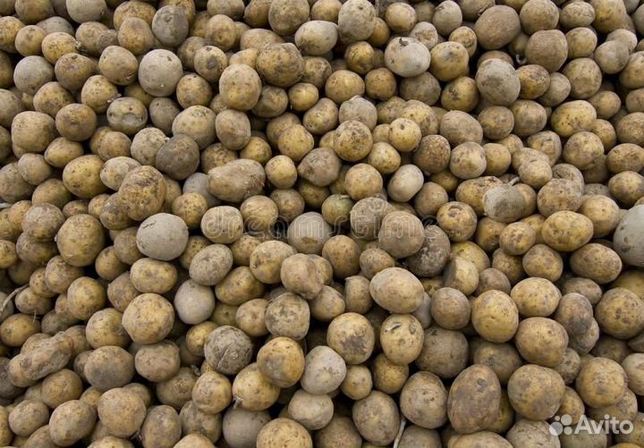 Картофель мелкий