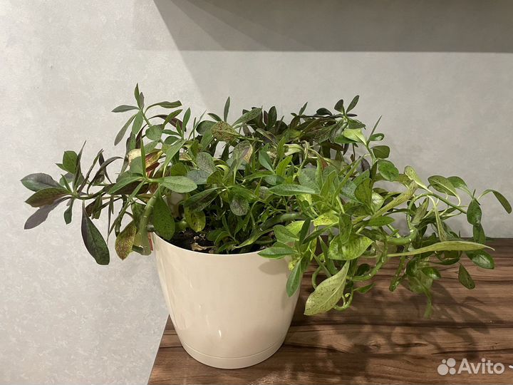 Синадениум