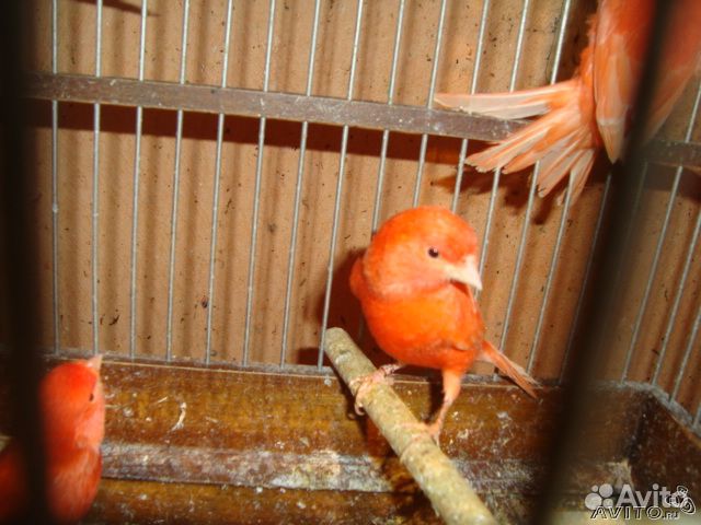 Канарейки красные интенсив и шемель крупной породы