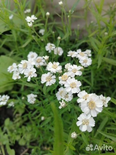 Тысячелистник таволговый Жемчуг