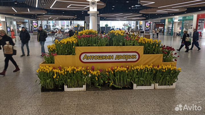 Тюльпаны оптом