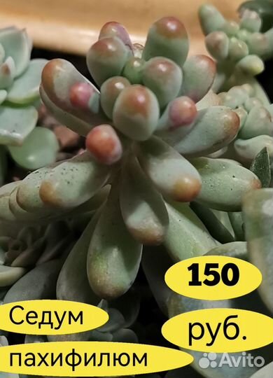 Суккуленты